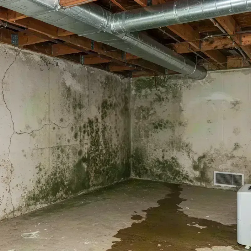 Professional Mold Removal in Nokomis, IL